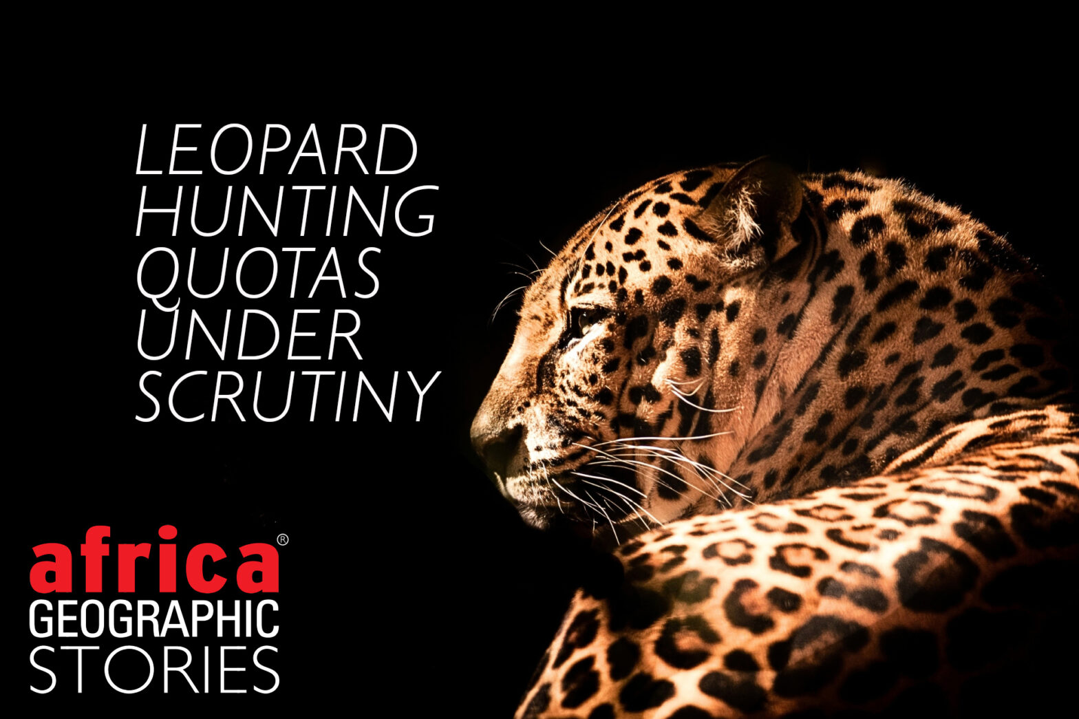 leopard hunting quota
