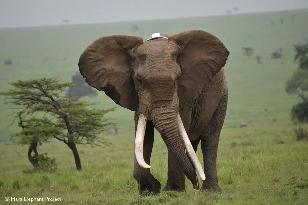 Fred tusker dies