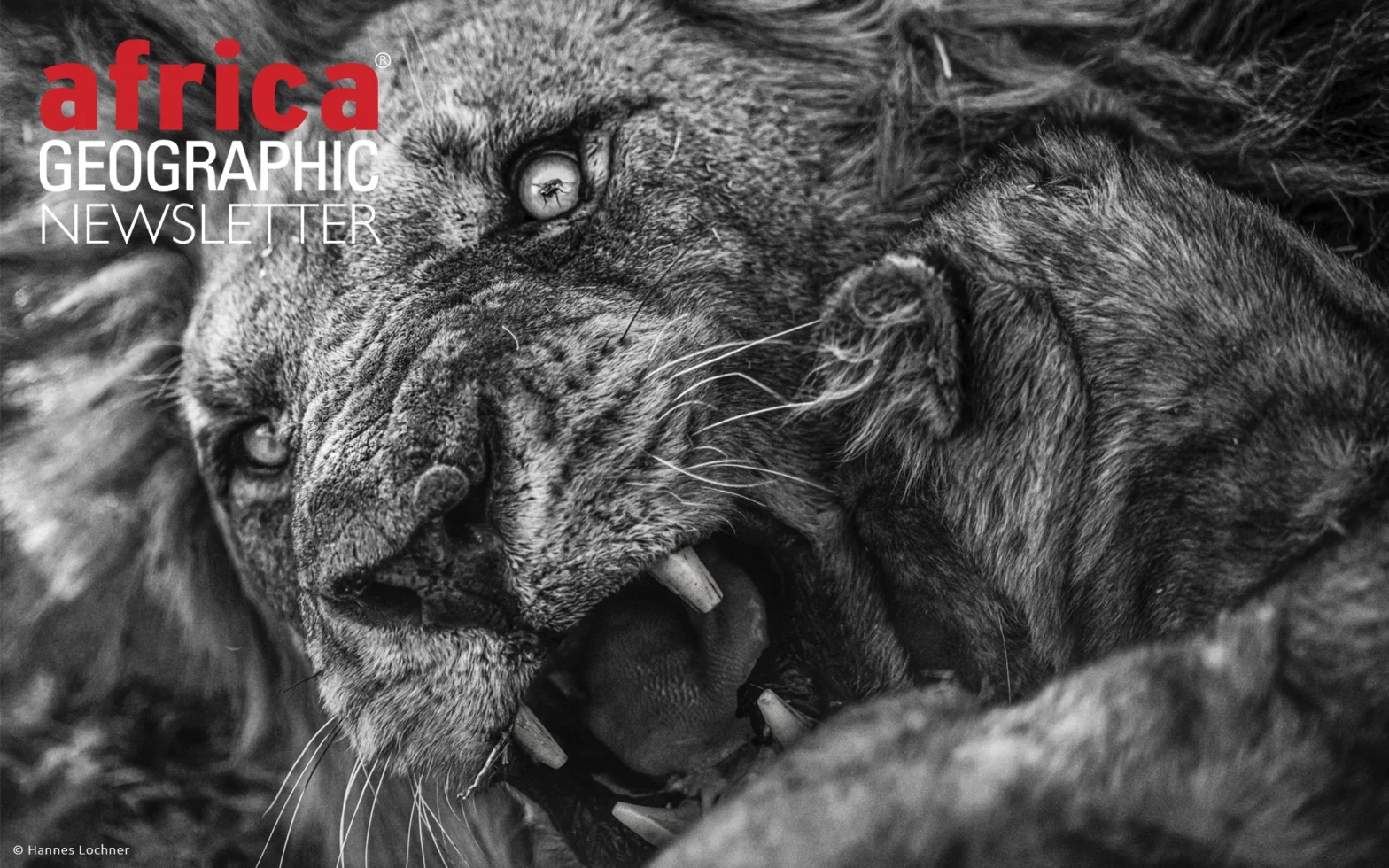 A lion cub tries to nudge dad, but the male is grumpy. At the click of the shutter, a fly passes through the focus point and the pupil of the eye.