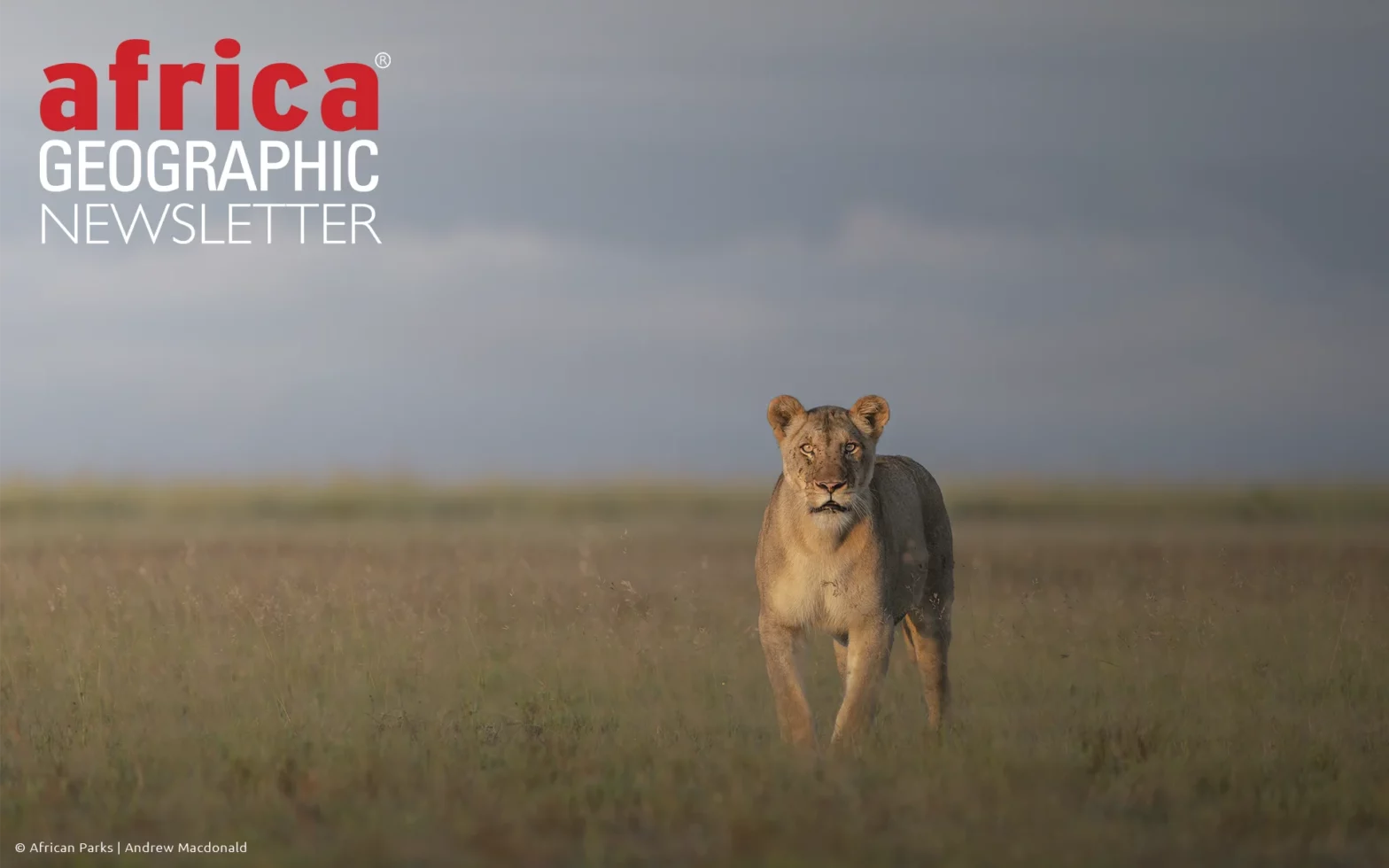 A lioness surveys the vast, open grasslands of Liuwa Plain National Park in western Zambia, one of Africa’s most remote and remarkable wilderness areas.