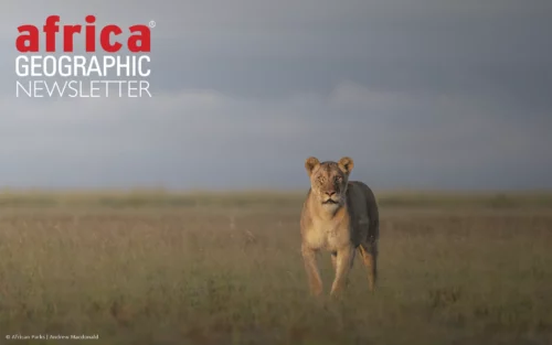 A lioness surveys the vast, open grasslands of Liuwa Plain National Park in western Zambia, one of Africa’s most remote and remarkable wilderness areas.