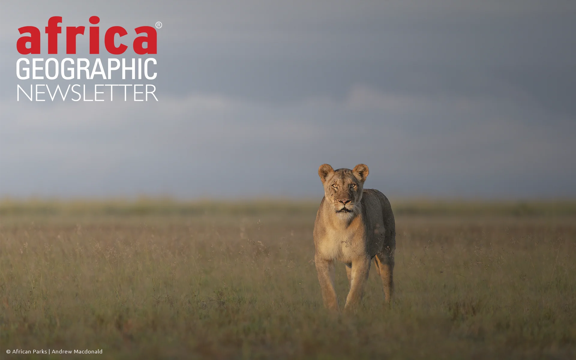 A lioness surveys the vast, open grasslands of Liuwa Plain National Park in western Zambia, one of Africa’s most remote and remarkable wilderness areas.
