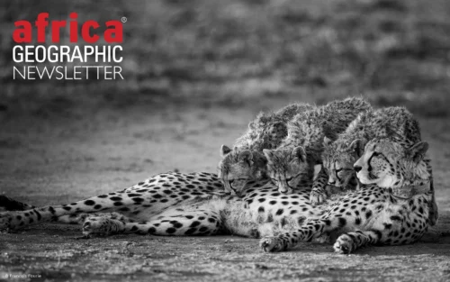 A cheetah family slows down for a quiet moment of nursing.