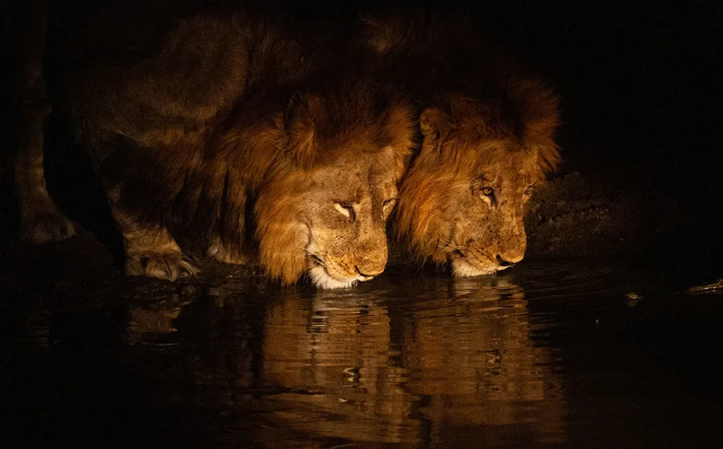 Classic Big 5 safari in South Africa - 9 days