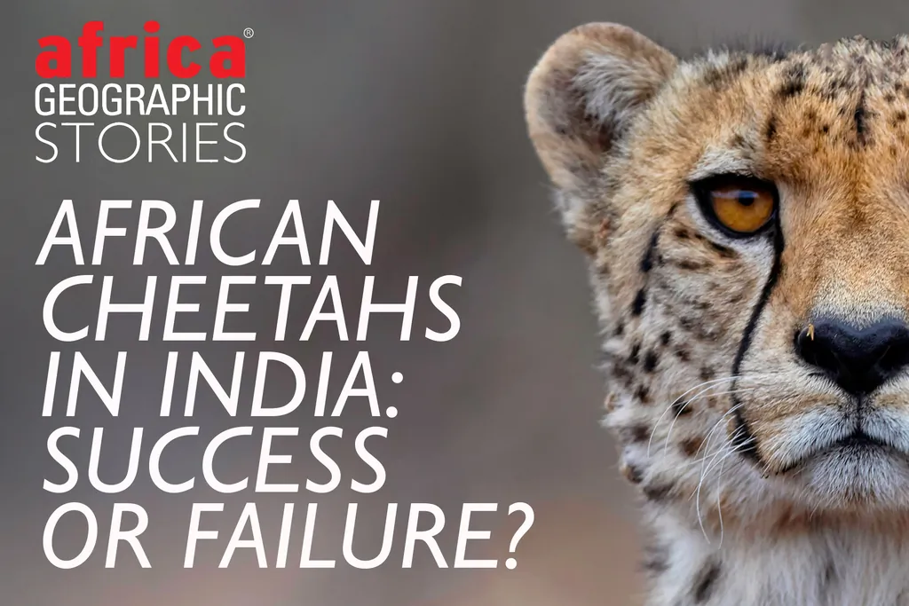 Cheetahs to India