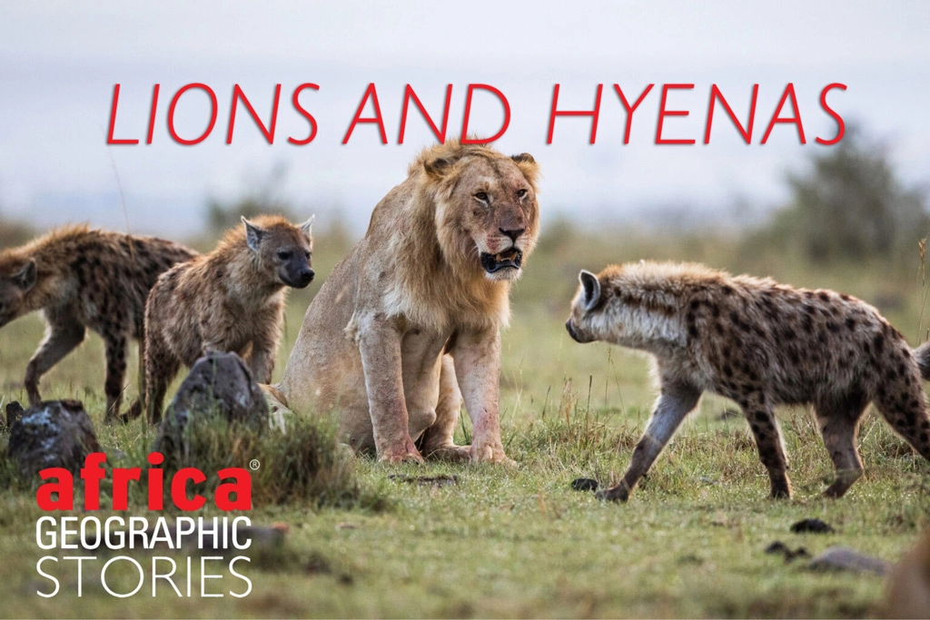 Hyenas and Lions