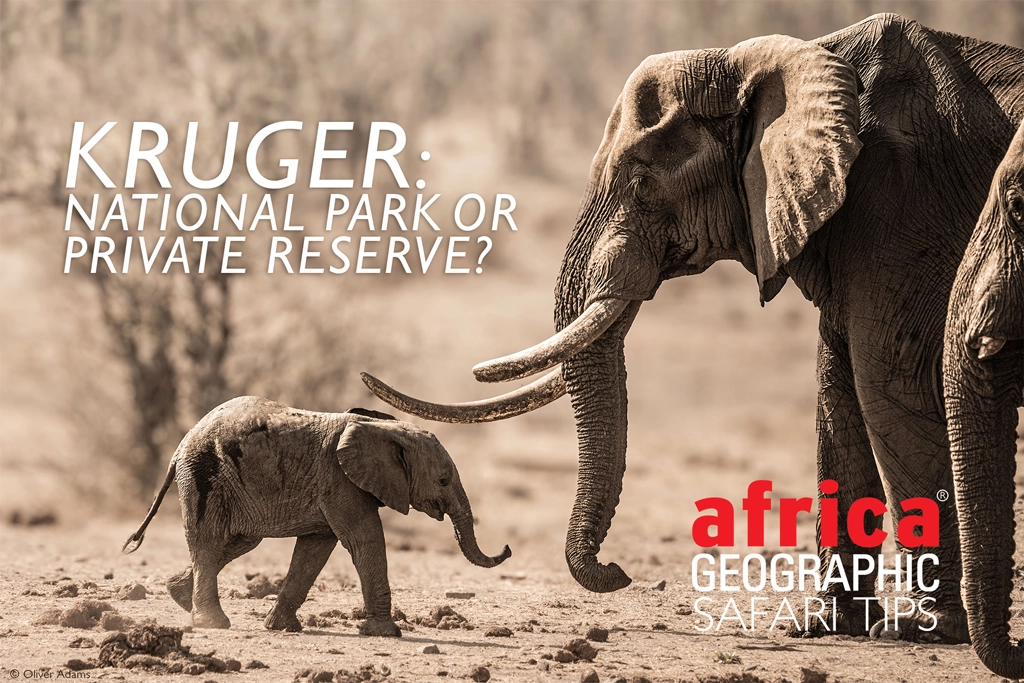 Kruger National Park or a private reserve?