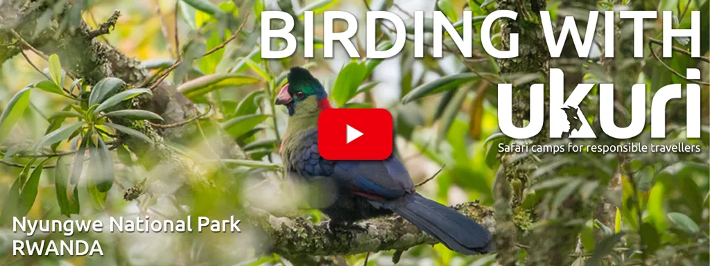 Birding with Ukuri