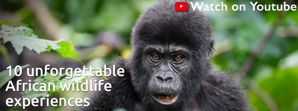 10 unforgettable African wildlife experiences