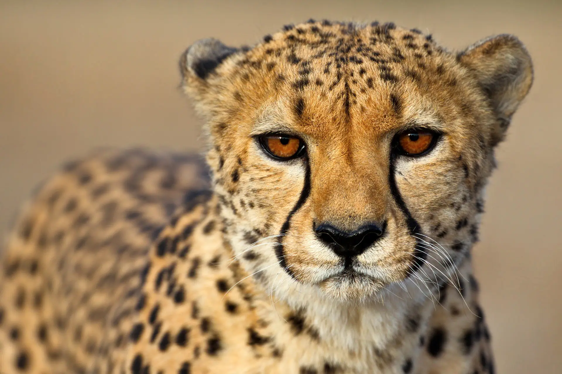 African cheetah